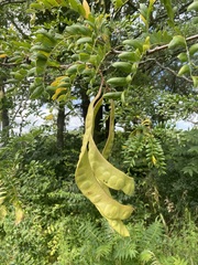 Gleditsia triacanthos