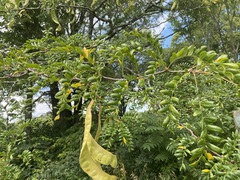 Gleditsia triacanthos