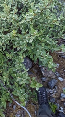 Shepherdia canadensis