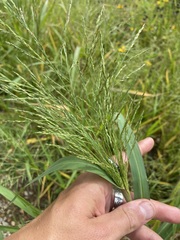 Panicum dichotomiflorum