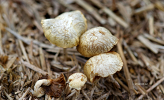 Agrocybe pediades