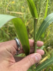 Panicum dichotomiflorum