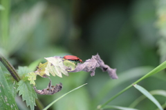 Pyrochroa serraticornis