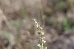 Artemisia vulgaris