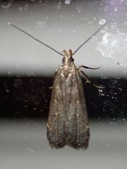 Dichomeris juncidella