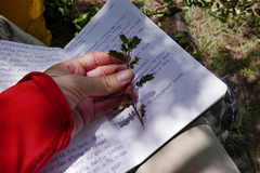 Kallstroemia pubescens