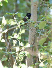 Terpsiphone atrocaudata