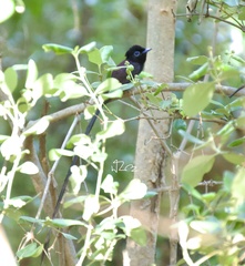 Terpsiphone atrocaudata