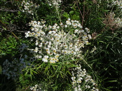 Anaphalis margaritacea