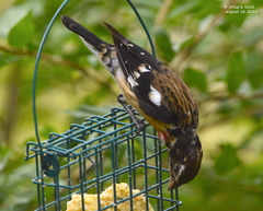 Pheucticus ludovicianus