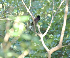 Terpsiphone atrocaudata