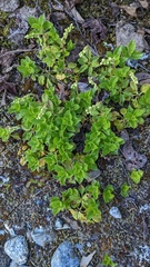 Orthilia secunda