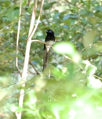 Terpsiphone atrocaudata