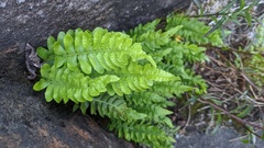 Polypodium
