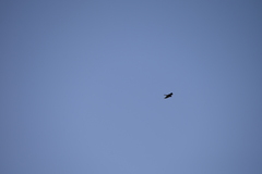 Falconiformes