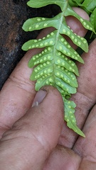 Polypodium