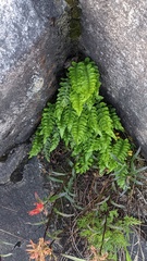 Polypodium