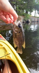 Ambloplites rupestris