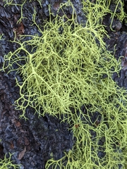 Letharia vulpina