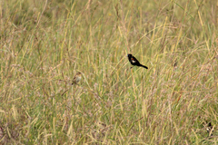 Euplectes albonotatus