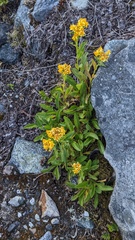 Solidago multiradiata