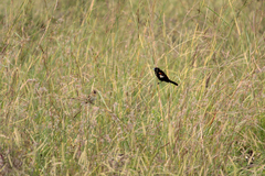 Euplectes albonotatus