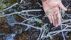 Epilobium glaberrimum