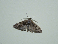Alcis repandata