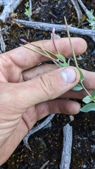 Epilobium glaberrimum