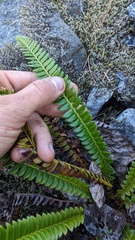 Polystichum lonchitis