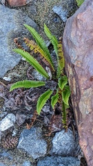 Polystichum lonchitis