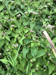 Mikania scandens