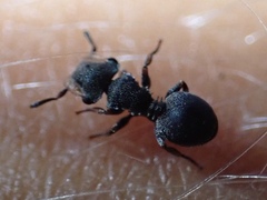 Cephalotes