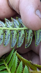 Polystichum lonchitis