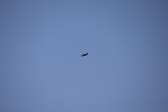 Falconiformes