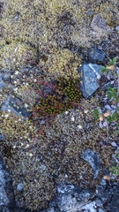 Saxifraga bronchialis