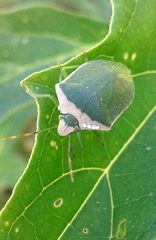 Parasitidae