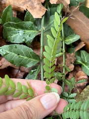 Gleditsia triacanthos