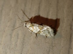 Aethes argentilimitana