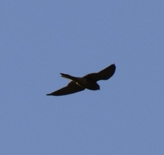 Falconiformes