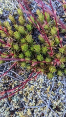 Saxifraga bronchialis