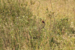 Granatina ianthinogaster