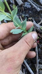 Epilobium glaberrimum