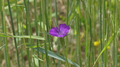 Agrostemma githago