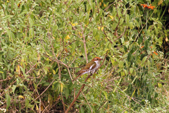 Chrysococcyx caprius