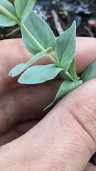 Epilobium glaberrimum