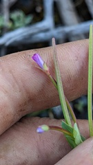 Epilobium glaberrimum