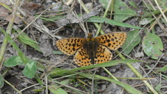 Boloria euphrosyne