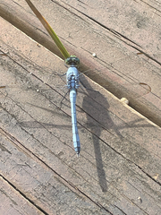 Erythemis simplicicollis