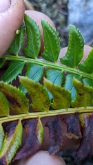 Polystichum lonchitis